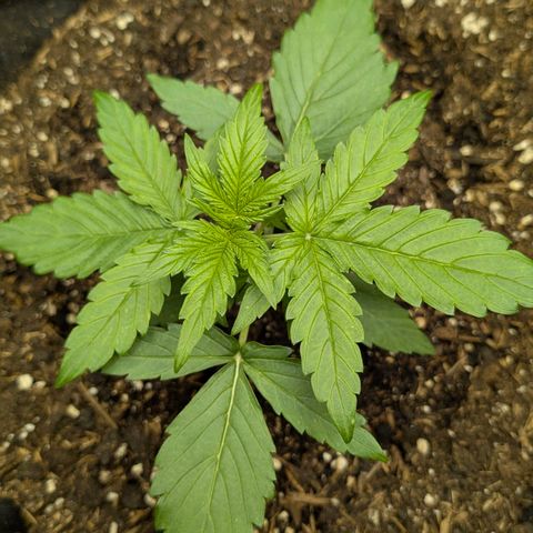 Medusa F1 growlog timeline photo