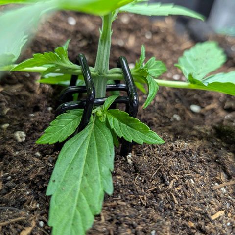 Medusa F1 growlog timeline photo