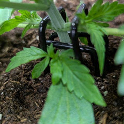 Medusa F1 growlog timeline photo