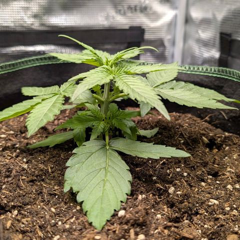 Medusa F1 growlog timeline photo
