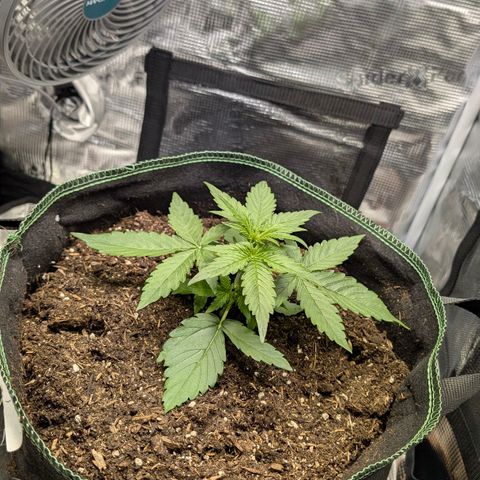Medusa F1 growlog timeline photo