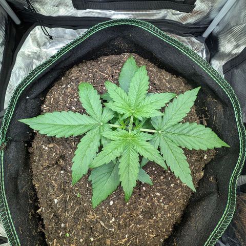 Medusa F1 growlog timeline photo