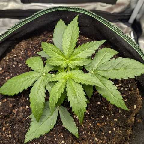 Medusa F1 growlog timeline photo