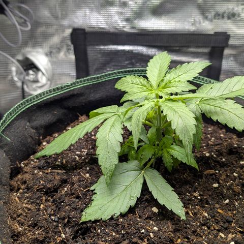 Medusa F1 growlog timeline photo