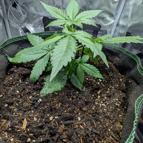 Medusa F1 growlog timeline photo
