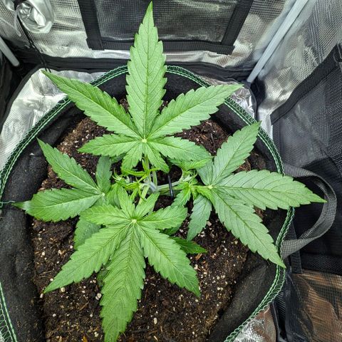 Medusa F1 growlog timeline photo