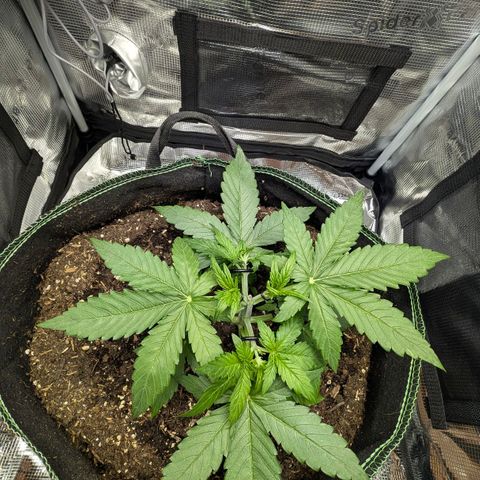 Medusa F1 growlog timeline photo