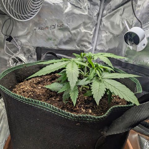 Medusa F1 growlog timeline photo