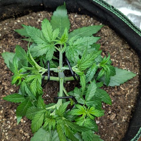 Medusa F1 growlog timeline photo