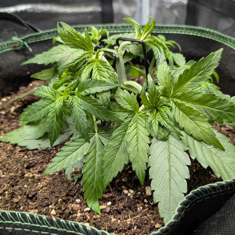 Medusa F1 growlog timeline photo