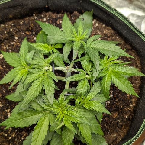 Medusa F1 growlog timeline photo