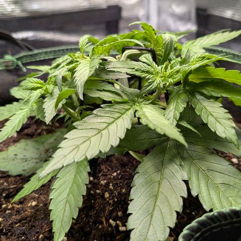 Medusa F1 growlog timeline photo