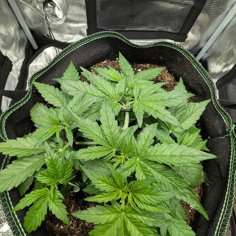 Medusa F1 growlog timeline photo
