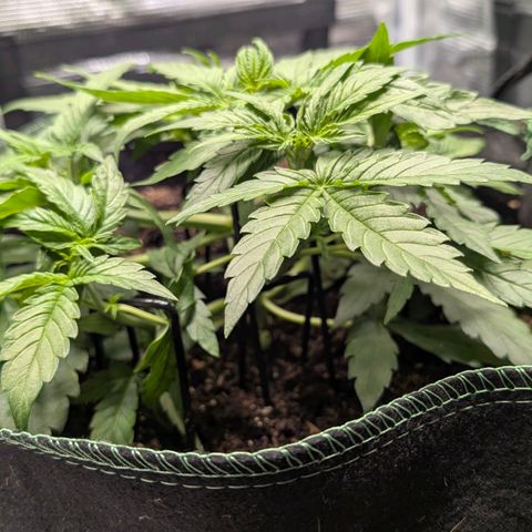 Medusa F1 growlog timeline photo