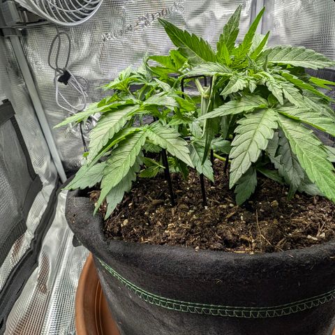 Medusa F1 growlog timeline photo