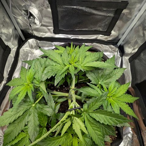 Medusa F1 growlog timeline photo