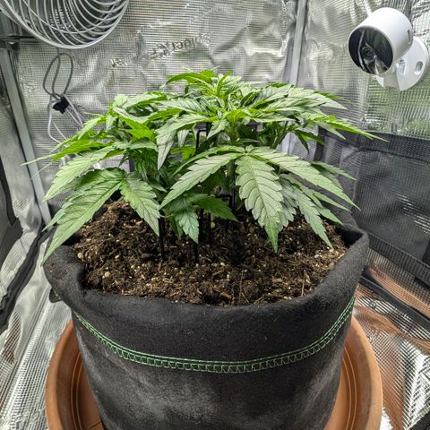 Medusa F1 growlog timeline photo