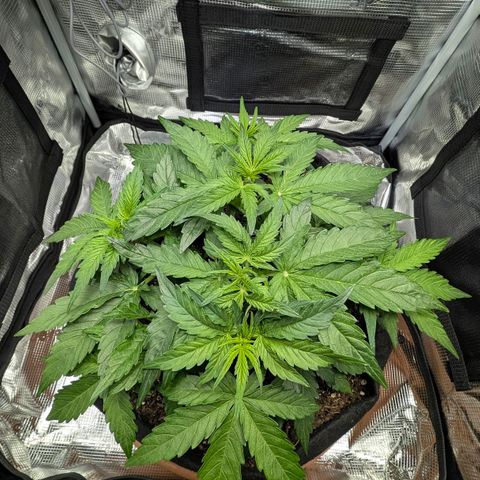 Medusa F1 growlog timeline photo