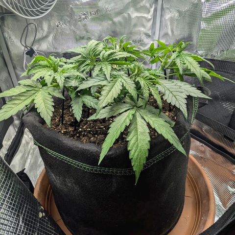 Medusa F1 growlog timeline photo