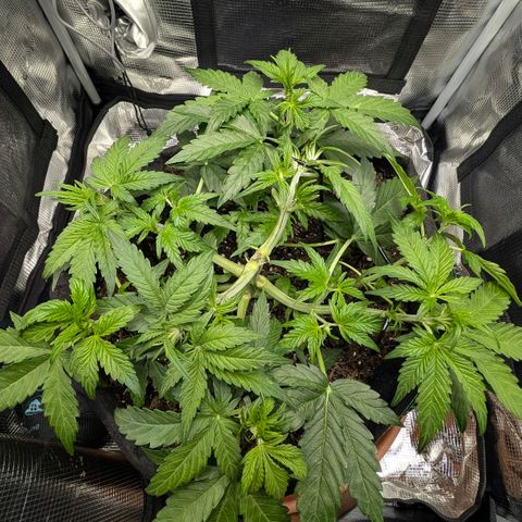 Medusa F1 growlog timeline photo