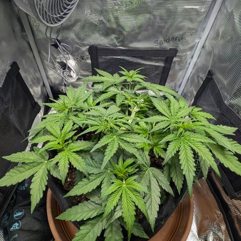 Medusa F1 growlog timeline photo