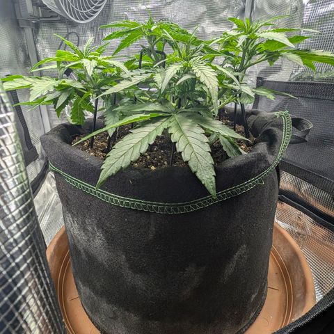 Medusa F1 growlog timeline photo