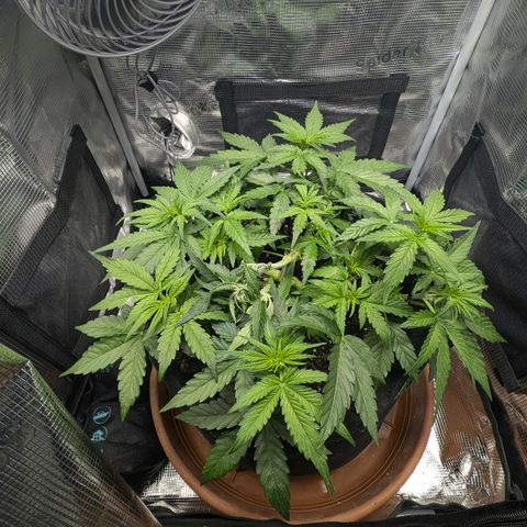 Medusa F1 growlog timeline photo