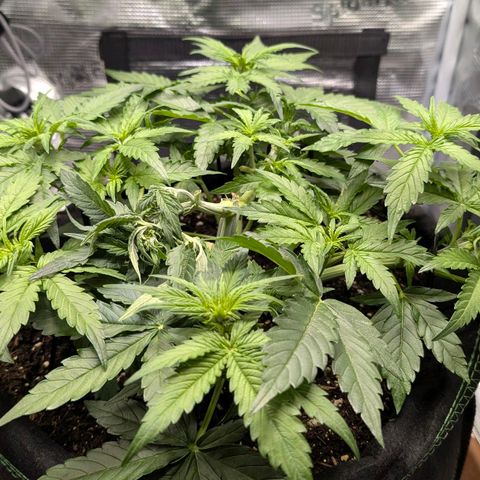 Medusa F1 growlog timeline photo