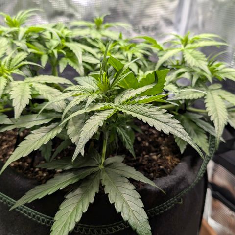 Medusa F1 growlog timeline photo