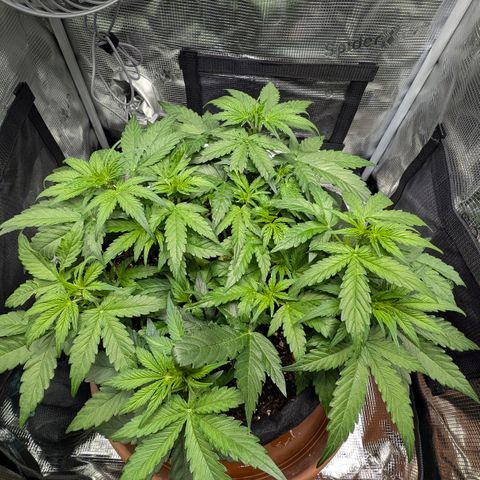 Medusa F1 growlog timeline photo
