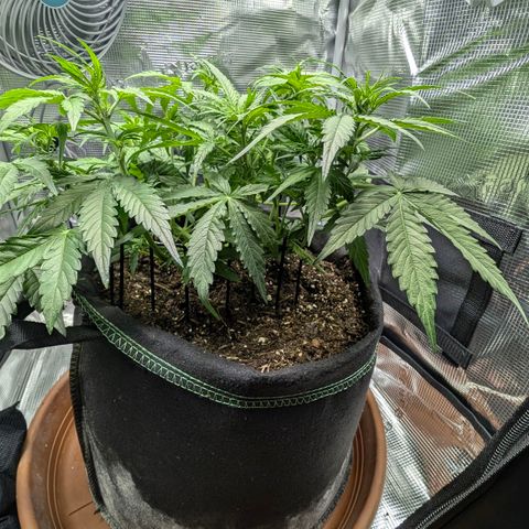 Medusa F1 growlog timeline photo