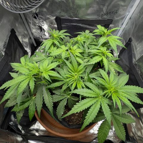 Medusa F1 growlog timeline photo