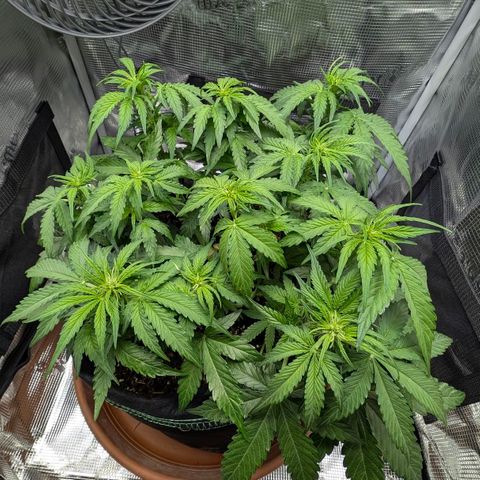 Medusa F1 growlog timeline photo