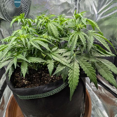 Medusa F1 growlog timeline photo