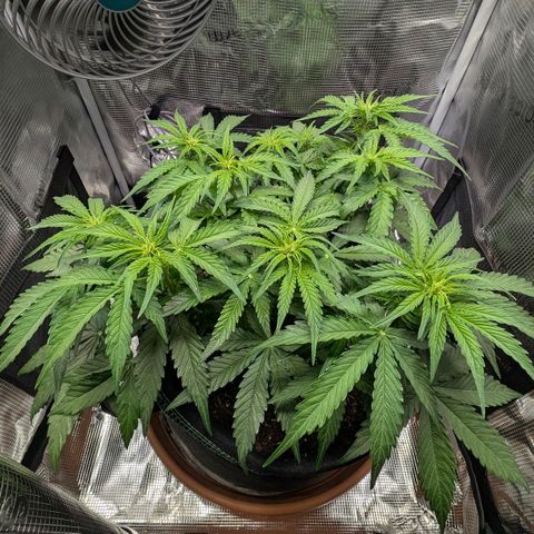 Medusa F1 growlog timeline photo