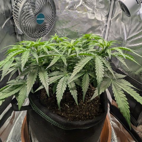 Medusa F1 growlog timeline photo