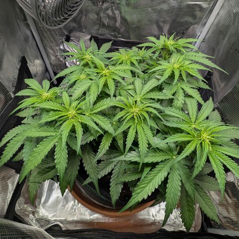 Medusa F1 growlog timeline photo