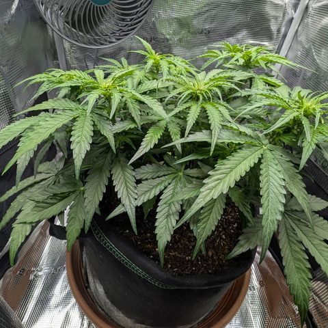 Medusa F1 growlog timeline photo