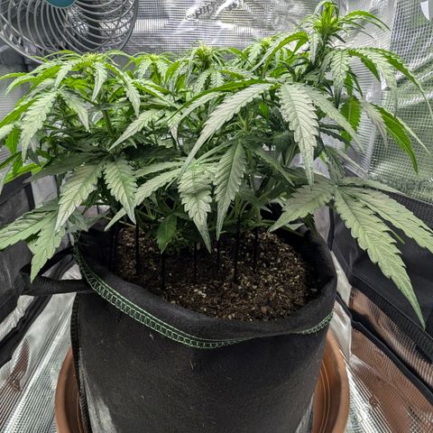 Medusa F1 growlog timeline photo