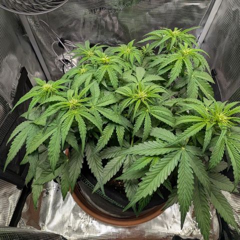 Medusa F1 growlog timeline photo