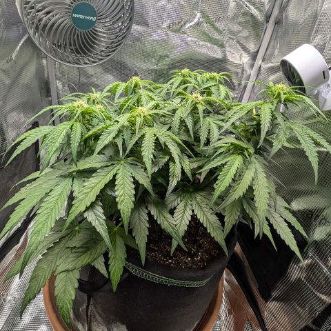 Medusa F1 growlog timeline photo