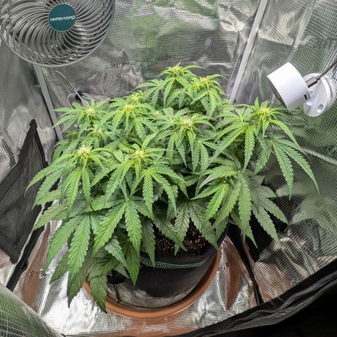 Medusa F1 growlog timeline photo