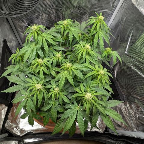 Medusa F1 growlog timeline photo