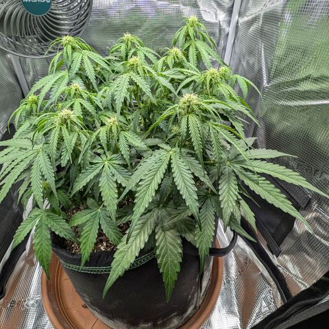 Medusa F1 growlog timeline photo
