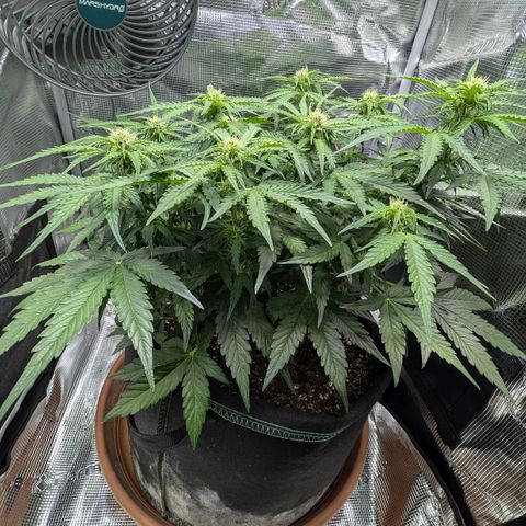 Medusa F1 growlog timeline photo