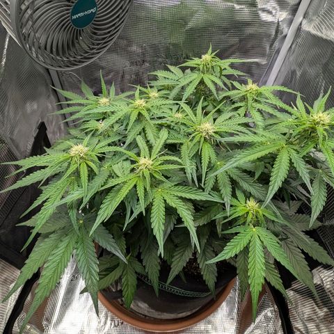 Medusa F1 growlog timeline photo