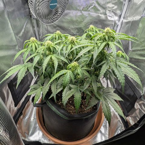 Medusa F1 growlog timeline photo