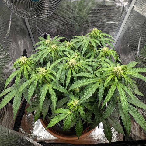 Medusa F1 growlog timeline photo