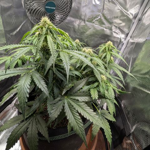 Medusa F1 growlog timeline photo
