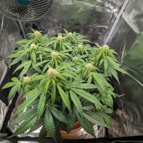 Medusa F1 growlog timeline photo